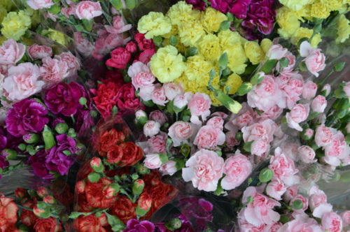 Spray Carnations