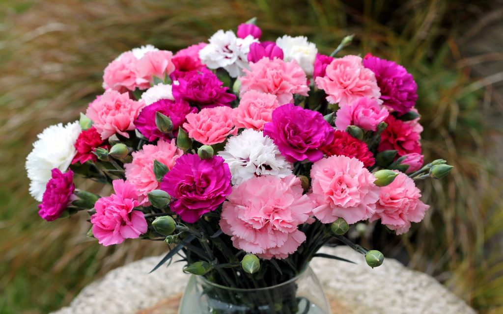 Carnations Delivery Adelaide